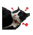 Black (Thai Temple Shorthair)（個別スタンプ：9）