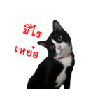 Black (Thai Temple Shorthair)（個別スタンプ：10）