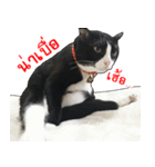 Black (Thai Temple Shorthair)（個別スタンプ：11）