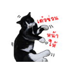 Black (Thai Temple Shorthair)（個別スタンプ：12）