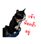 Black (Thai Temple Shorthair)（個別スタンプ：13）