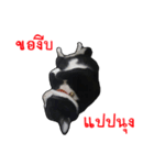 Black (Thai Temple Shorthair)（個別スタンプ：14）