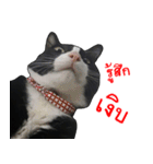 Black (Thai Temple Shorthair)（個別スタンプ：15）