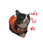 Black (Thai Temple Shorthair)（個別スタンプ：16）