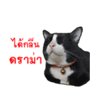 Black (Thai Temple Shorthair)（個別スタンプ：17）