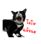 Black (Thai Temple Shorthair)（個別スタンプ：18）
