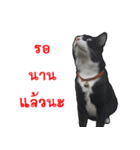 Black (Thai Temple Shorthair)（個別スタンプ：19）