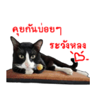 Black (Thai Temple Shorthair)（個別スタンプ：21）