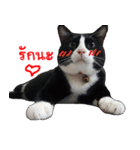Black (Thai Temple Shorthair)（個別スタンプ：22）