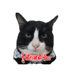 Black (Thai Temple Shorthair)（個別スタンプ：23）