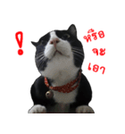 Black (Thai Temple Shorthair)（個別スタンプ：24）