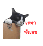 Black (Thai Temple Shorthair)（個別スタンプ：25）