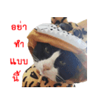 Black (Thai Temple Shorthair)（個別スタンプ：26）