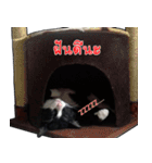 Black (Thai Temple Shorthair)（個別スタンプ：28）