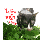 Black (Thai Temple Shorthair)（個別スタンプ：30）