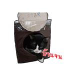 Black (Thai Temple Shorthair)（個別スタンプ：31）