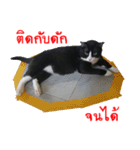 Black (Thai Temple Shorthair)（個別スタンプ：32）