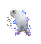 可愛いインコ！ワンコ！（個別スタンプ：1）