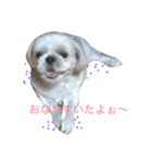 可愛いインコ！ワンコ！（個別スタンプ：2）