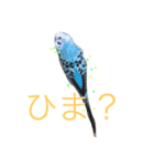 可愛いインコ！ワンコ！（個別スタンプ：3）