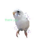 可愛いインコ！ワンコ！（個別スタンプ：5）