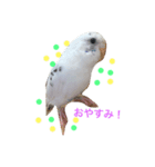 可愛いインコ！ワンコ！（個別スタンプ：6）