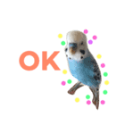 可愛いインコ！ワンコ！（個別スタンプ：7）