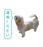 シーズー犬のミニ～たん（個別スタンプ：11）