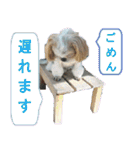 シーズー犬のミニ～たん（個別スタンプ：12）