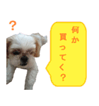 シーズー犬のミニ～たん（個別スタンプ：14）