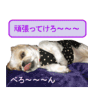 シーズー犬のミニ～たん（個別スタンプ：16）