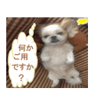 シーズー犬のミニ～たん（個別スタンプ：19）