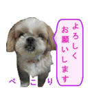 シーズー犬のミニ～たん（個別スタンプ：23）