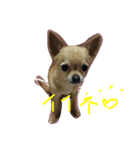 クリス（個別スタンプ：5）