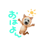 ウェスティもっちがもちニャンに！（個別スタンプ：1）