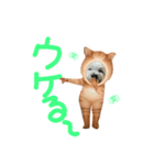 ウェスティもっちがもちニャンに！（個別スタンプ：2）