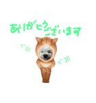 ウェスティもっちがもちニャンに！（個別スタンプ：3）