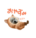 ウェスティもっちがもちニャンに！（個別スタンプ：6）
