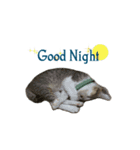 The Cat and kitten（個別スタンプ：2）