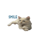 The Cat and kitten（個別スタンプ：3）