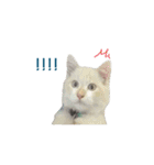 The Cat and kitten（個別スタンプ：5）