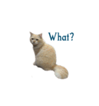 The Cat and kitten（個別スタンプ：13）