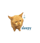 The Cat and kitten（個別スタンプ：14）