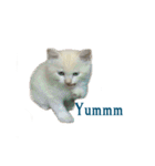 The Cat and kitten（個別スタンプ：23）