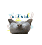 The Cat and kitten（個別スタンプ：29）