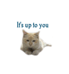 The Cat and kitten（個別スタンプ：35）