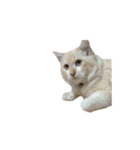 The Cat and kitten（個別スタンプ：39）