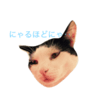 ブラン猫スタンプ①（個別スタンプ：1）
