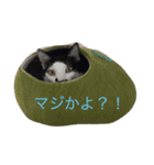 ブラン猫スタンプ①（個別スタンプ：2）