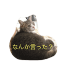 ブラン猫スタンプ①（個別スタンプ：3）